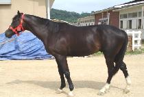 ���н�Ÿ (MUPAE STAR) ����