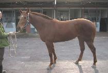 ���̽����� (MY SYMPHONY) ����