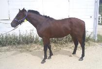 �����Ʈ (DUAL HEART) ����