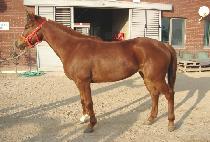 ĳ�� (CAROL) ����