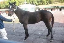 ������ (WARRIOR) ����