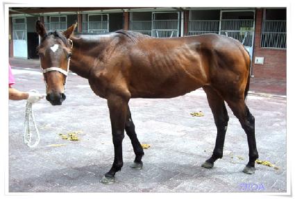 ���ĳ�� ����