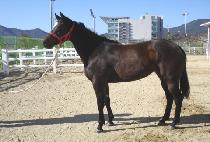 ����ǲ� (BAENGNYEONUI KKUM) ����