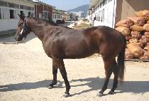 ���׸� (RUNNING MAN) ����