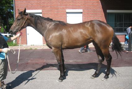 ���÷��� ����