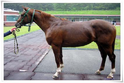 �÷������ ����