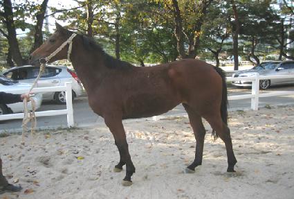 ��Ʋ���� ����