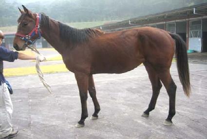 ����Ƽ ����