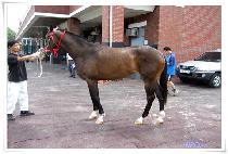 �ƹ̰����� (AMIGA DANCER) ����