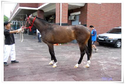 �ƹ̰����� ����