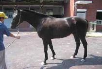 ��������Ʈ (HIGH POINT) ����