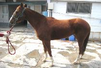 ��Ƽ�� (BEAUTY PEARL) ����