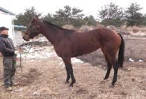 CHOWON DREAM picture