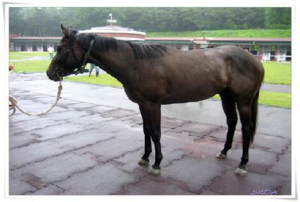 ��ƿ���� ����