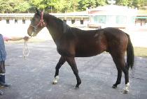 ������Ű (FORTUNE COOKIE) ����