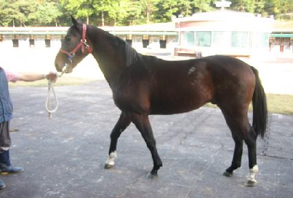 ������Ű ����