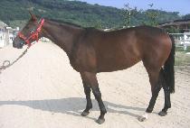 �̱��� (SINGLE TOP) ����