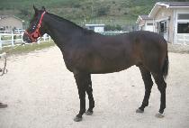 ĸƾŴ (CAPTAIN KIM) ����