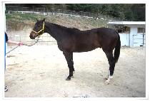 ž�õ� (TOP SEED) ����