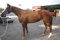 �����ߵ� (CHUNHA CHUDONG) ����