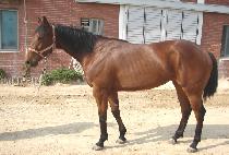 �������ν�Ƽ (LEADING VELOCITY) ����