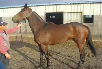 ��� ����