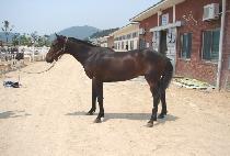 ������ (MEOTJIDA) ����