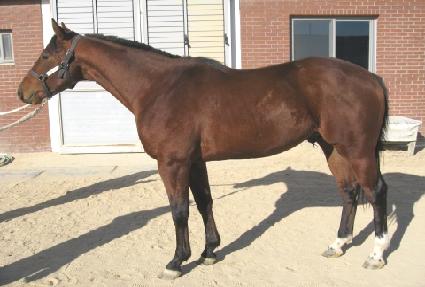 ����Ű�Ǿ� ����