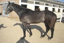 ����Ű���� (KENTUCKYYEONGGWANG) ����