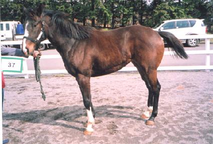 ȭ�ŵ� ����