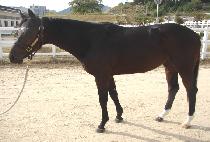 ����ȫȲ (UJUHONGHWANG) ����