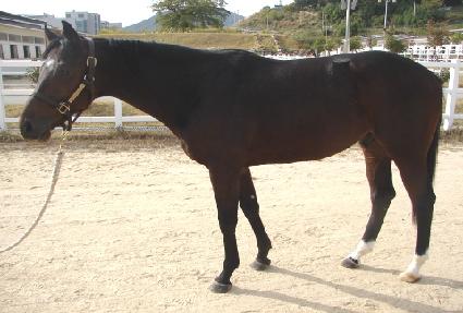 ����ȫȲ ����