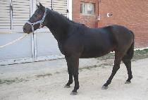 ���ڴ�� (JANGJA DAERO) ����