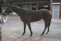 ������ (SAEGYEONGJI) ����