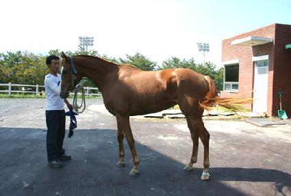 �����̾�ä�� ����