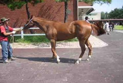 ������ǰ ����