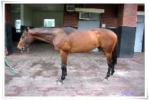 ���翡�̽� (HIDDEN ACE) ����