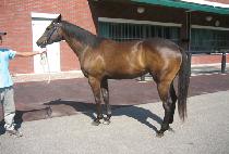 ������� (SIBILJANGSAENG) ����