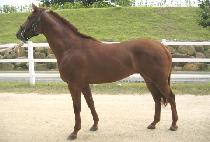 �ܵ����� (DANDOK DOLPA) ����