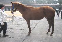 �ι̿︸�� (DUMIULMANSE) ����