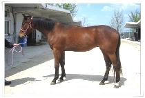 �Ѷ���� (HALLA JANGSU) ����