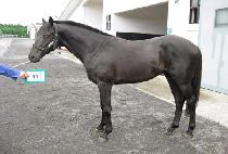 ����ĭ (BLACK KHAN) ����