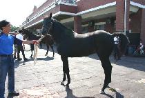 �𸷽� (COOL MOXIE) ����