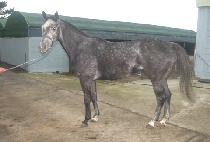 GAMUN GONGJU picture