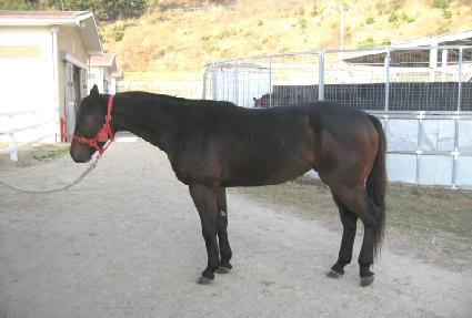 ���̷� ����