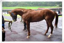 ȣ�������� (HOPE WARRIOR) ����