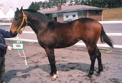 ������ ����