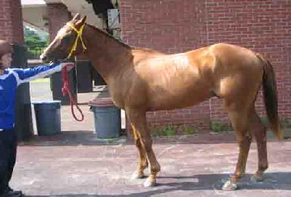 ����� ����