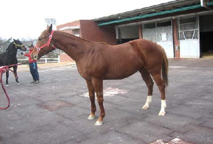 ������ ����