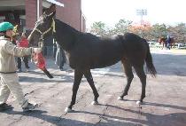 è���帲 (CHAMP DREAM) ����